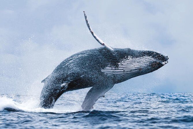 Whale Watching Tour with Professional Guide from Reykjavik - FAQ