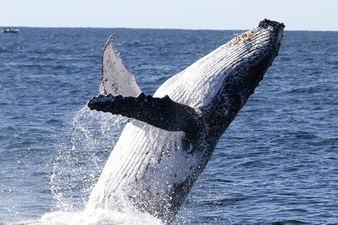Whale Watching Tour with Spirit of Gold Coast - What to Expect on the Whale Watching Tour