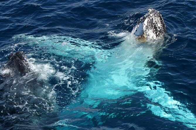 Whale Watching Tour with Spirit of Gold Coast - The Practicalities