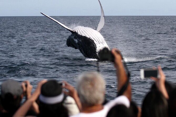 Whale Watching Tour with Spirit of Gold Coast - The Real Deal from Travelers’ Perspectives