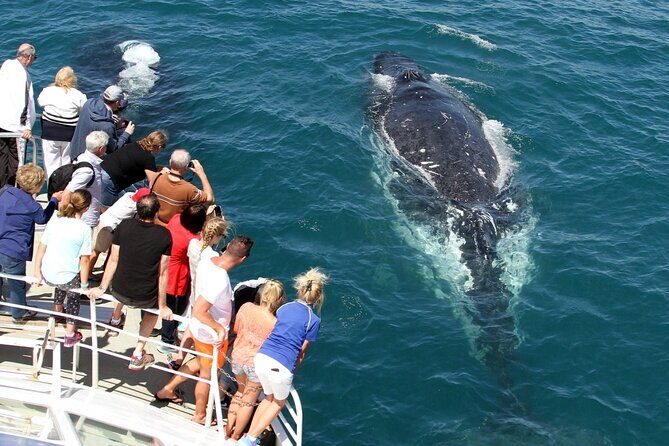 Whale Watching Tour with Spirit of Gold Coast - Who Is This Tour For?