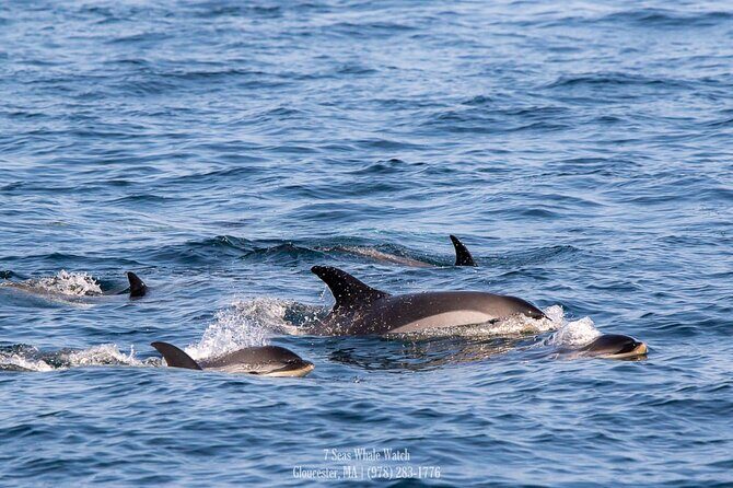 Whale Watching Trips to Stellwagen Bank Marine Sanctuary. Guaranteed sightings! - An In-Depth Look at the Whale Watching Experience