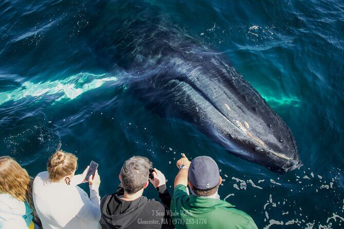 Whale Watching Trips to Stellwagen Bank Marine Sanctuary. Guaranteed sightings! - Frequently Asked Questions (FAQ)