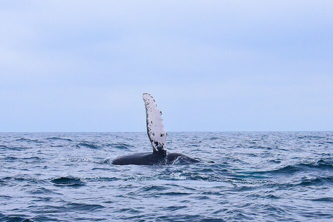 Whale Watching Warranty in San José del Cabo Snacks and drinks - What’s Included and How It Works