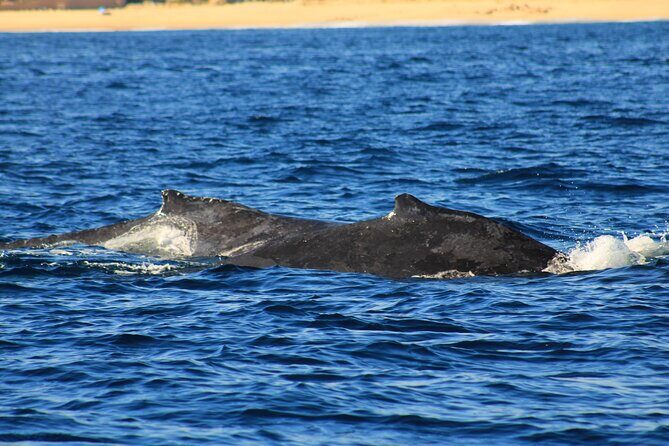 Whale Watching Warranty in San José del Cabo Snacks and drinks - Who Will Love This Tour?