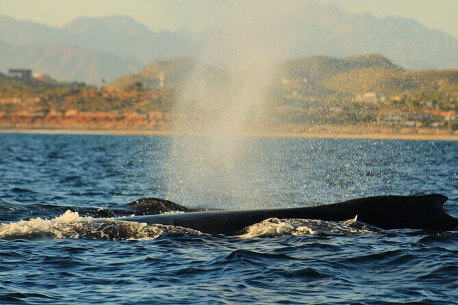Whale Watching Warranty in San José del Cabo Snacks and drinks - FAQs