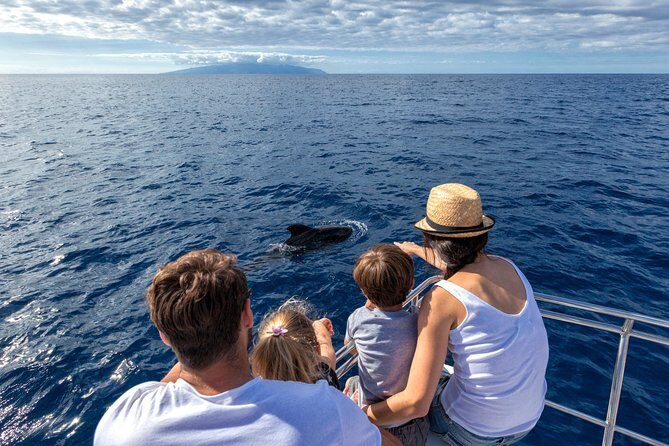 Whales & Dolphins watching in exclusive sailboat - Key Points
