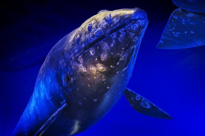 Whales Of Iceland Admission Ticket - FAQ