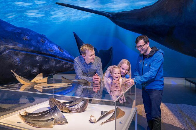 Whales of Iceland from Land and Sea - An Honest Look at the Experience