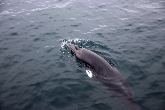 Whales of Iceland from Land and Sea - Who Should Consider This Tour?