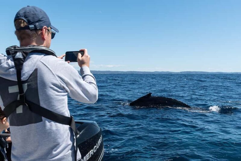 Whales of Sydney Sea Safari - Private - An In-Depth Look at the Whales of Sydney Sea Safari
