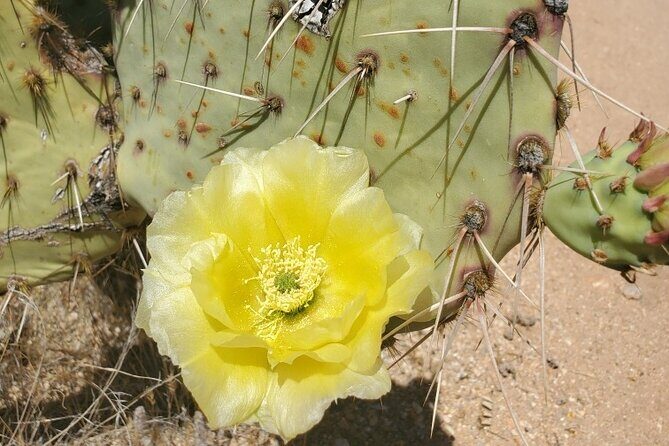 When Nature Calls - Exploring the Sonoran Desert - What to Expect on the Tour