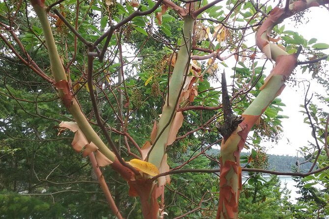 Whidbey Island Deception Pass Private SUV Tour - An Inside Look at the Whidbey Island Deception Pass Private SUV Tour