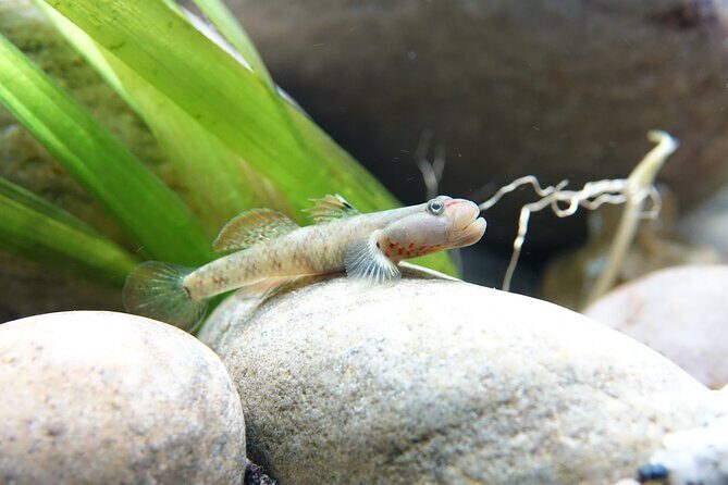 Whipsnade Zoo Entry Ticket - What Makes Whipsnade Zoo Stand Out?