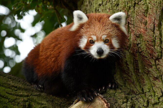 Whipsnade Zoo Entry Ticket - FAQ