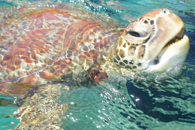 Whisper Cruises - One-Hour Turtle Spotting Bay Cruise - An In-Depth Look at the Turtle Spotting Bay Cruise