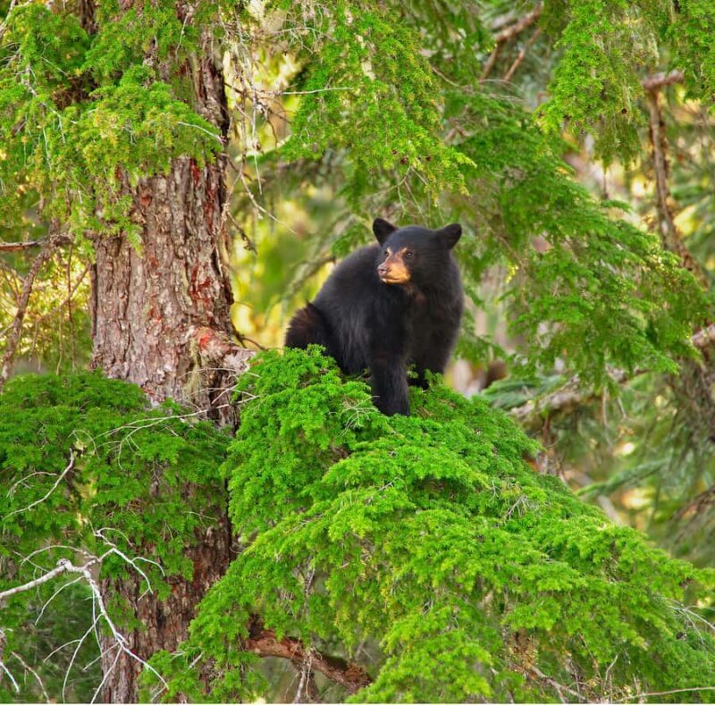 Whistler: Afternoon Bears Spotting Tour in Land Rover - The Guide and Transportation Experience