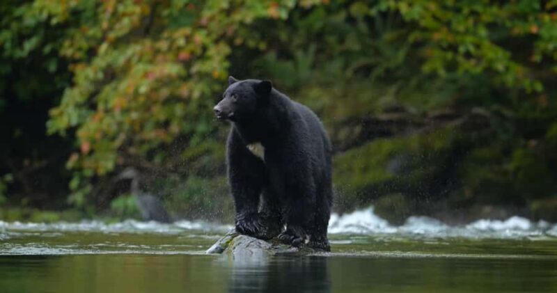 Whistler: Afternoon Bears Spotting Tour in Land Rover - Cost and Value