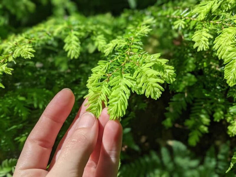 Whistler: Tour, Immersive Nature Experience - How the reviews speak to this experience