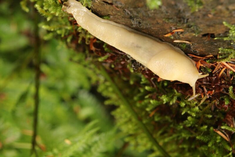 Whistler: Tour, Immersive Nature Experience - Who is this tour best suited for?