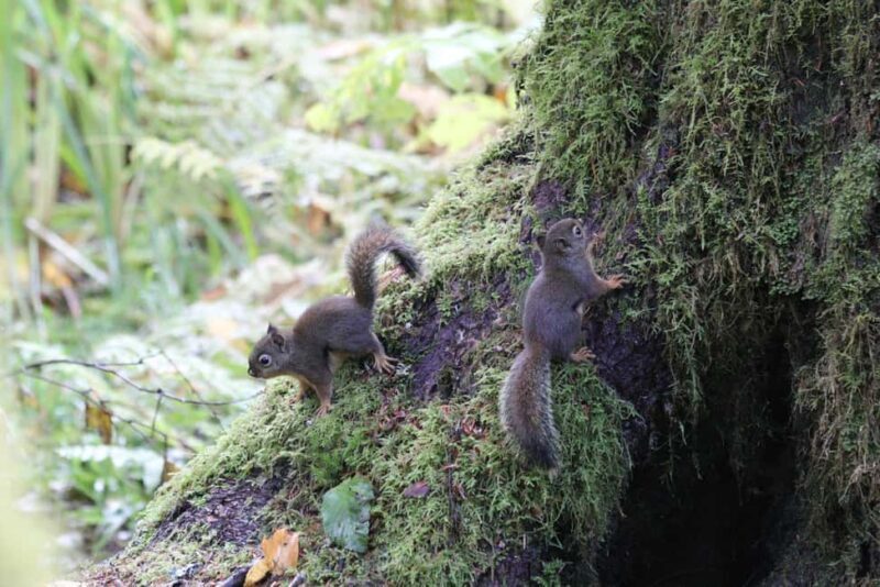 Whistler: Tour, Immersive Nature Experience - FAQ