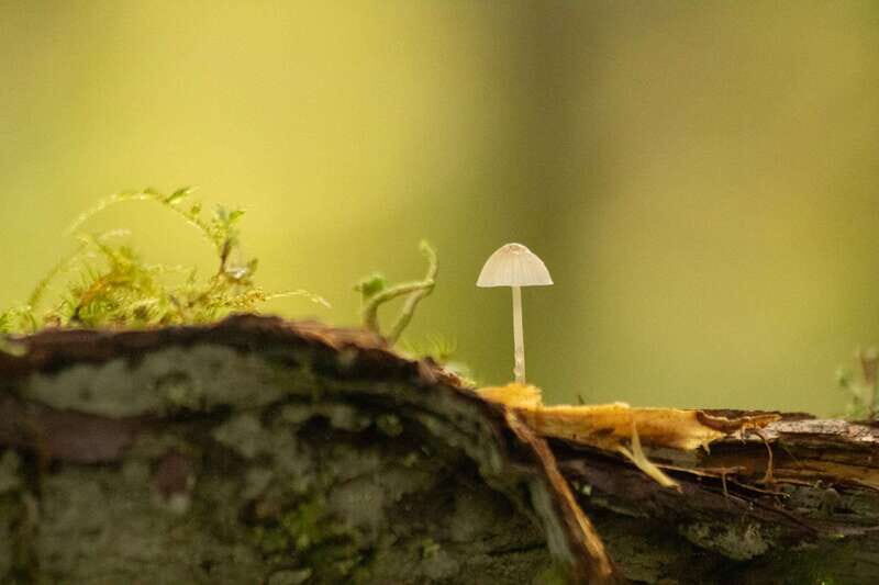 Whistler: Tour, Sensory Nature Experience for Families - A Deep Dive into the Sensory Forest Experience