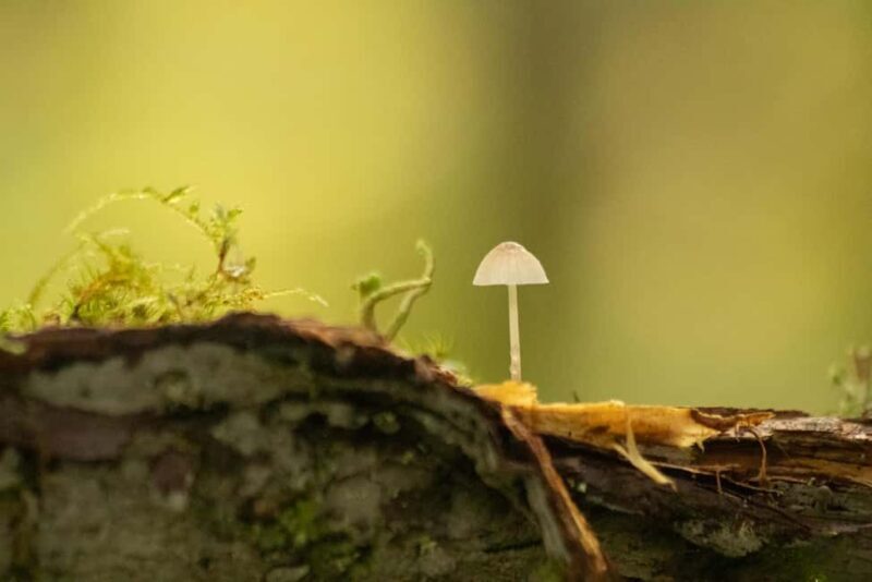 Whistler: Tour, Sensory Nature Experience for Families - Activities That Bring Nature Closer