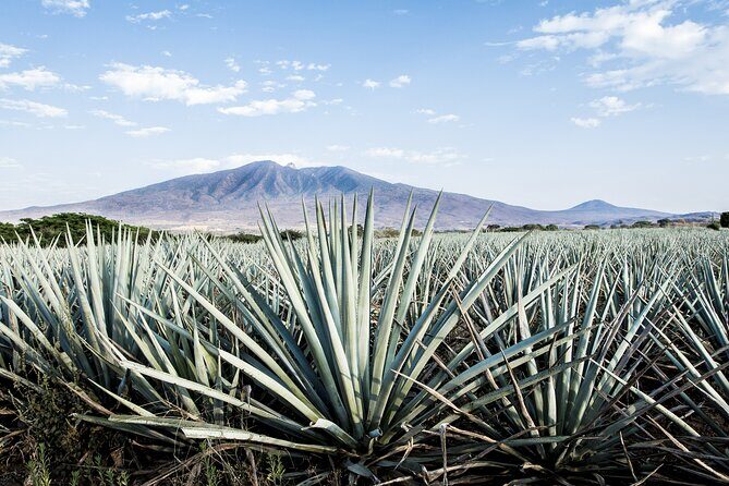 White Sands National Park Self-Guided Driving & Walking Tour - What to Expect from This Tour