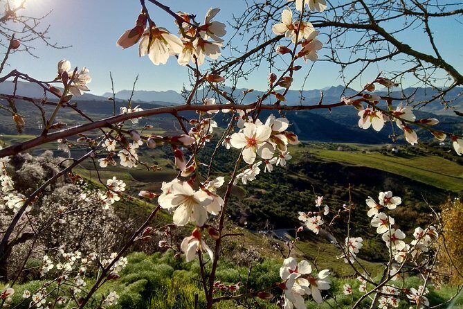 White Villages & Ronda 2 Days Tour from Seville - Key Points