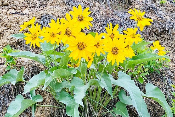 Whitewater Rafting the Salmon River - Full Day - Key Points