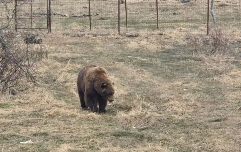 Whittier Cruise Shuttle Tour with Multiple Stops - Value for Money