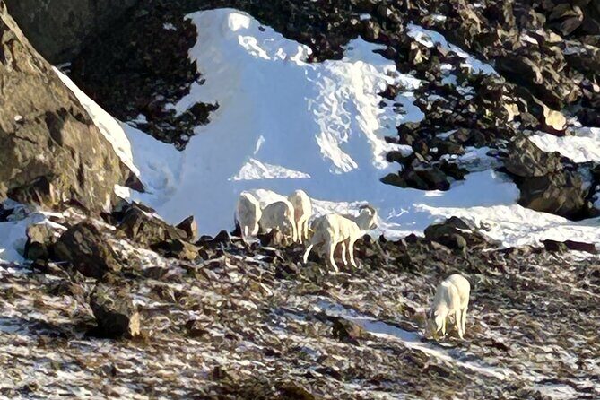 Whittier to Anchorage Half Day Transit Tour From the Port - FAQs about the Whittier to Anchorage Transit Tour