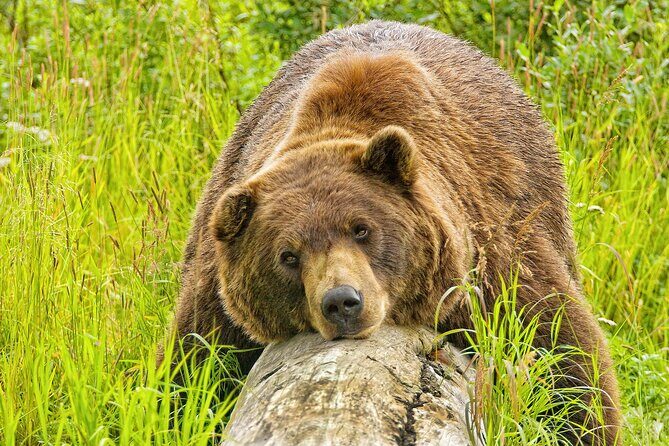 Whittier to Anchorage Wildlife Extravaganza - Key Points