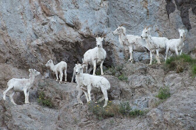 Whittier to Anchorage Wildlife Extravaganza - Who would enjoy this tour?