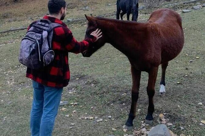 Whole day Wine Tour to Kakheti from Tbilisi - Frequently Asked Questions