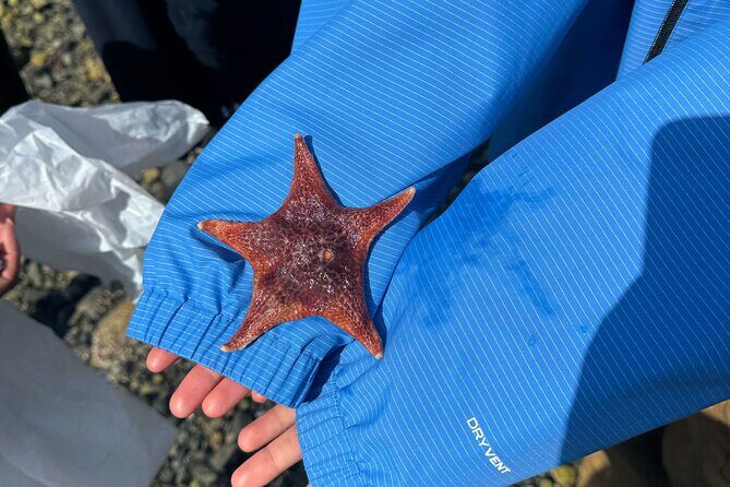 Whytecliff Park Indigenous Salish Sea Walking Tour - The Experience at a Glance: What to Expect