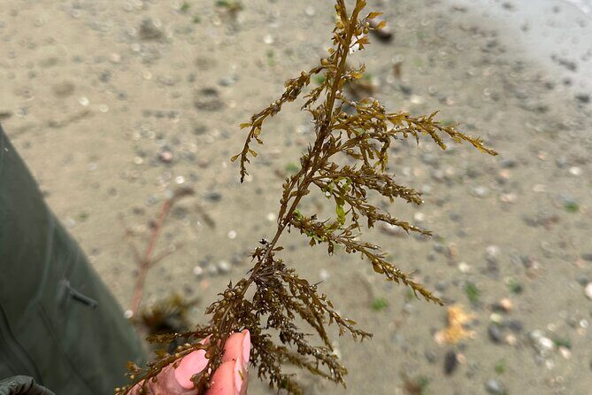 Whytecliff Park Indigenous Salish Sea Walking Tour - Final Thoughts
