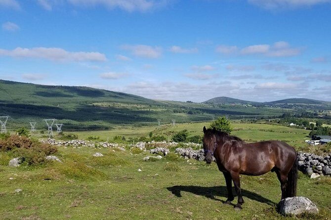 Wicklow Mountains Horse Trekking - What You Can Expect from the Tour
