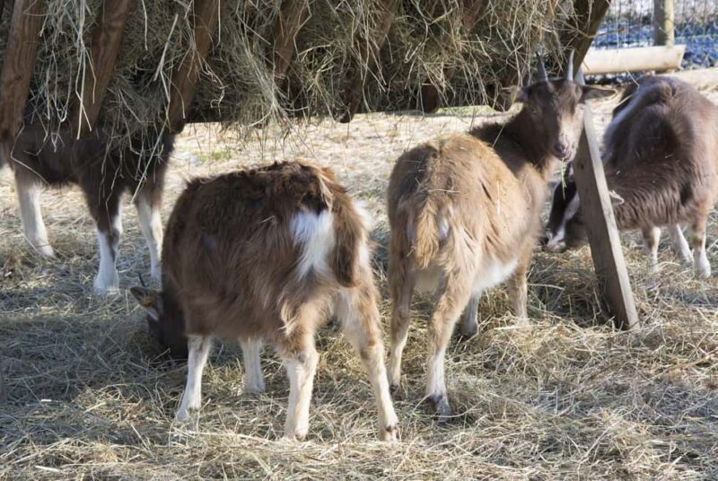 Wiesbaden: Certified organic farm - Domäne Mechtildshausen - Exploring Domäne Mechtildshausen: A Practical Guide