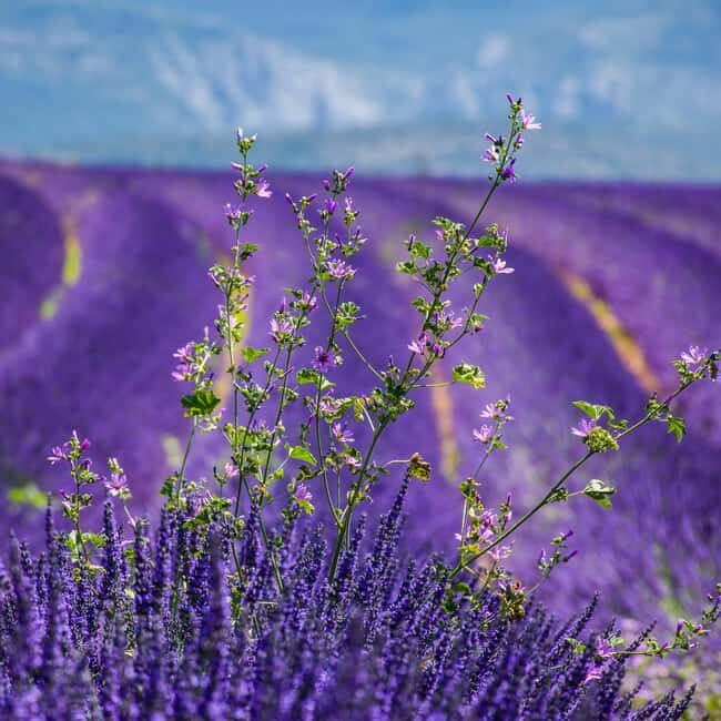 Wild Alps, Verdon Canyon, Moustiers village, Lavender fields - FAQ