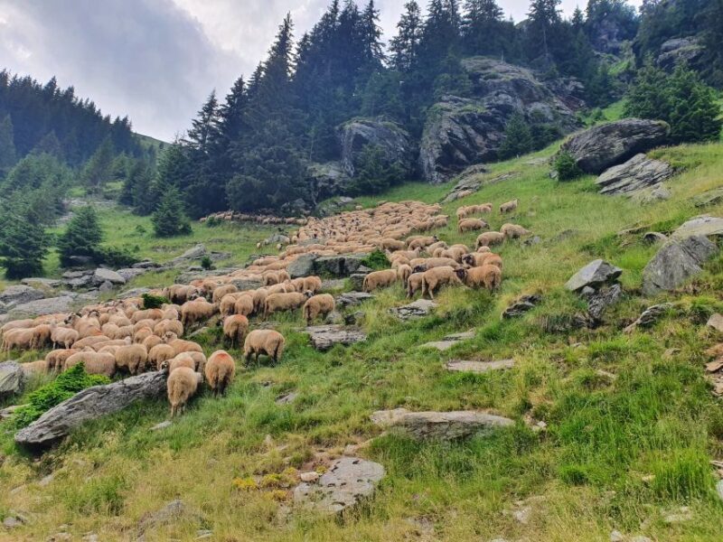 Wild Bears and Dracula Private Day Tour - Final Thoughts