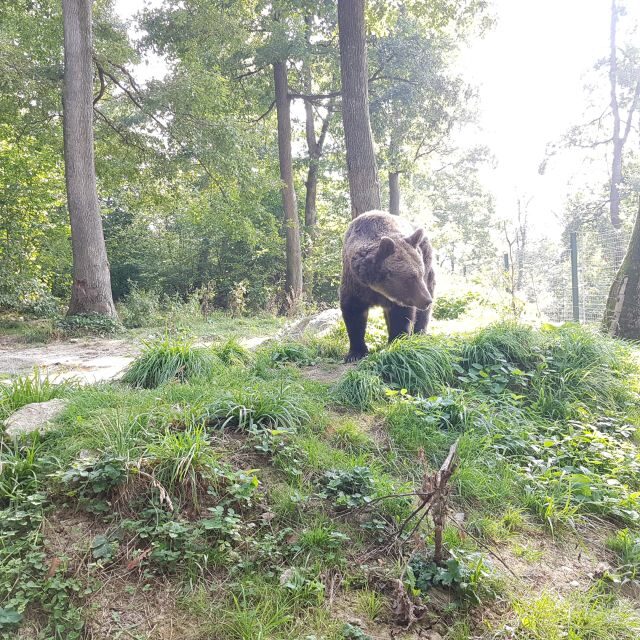 Wild Bears and Dracula Private Day Tour - FAQs