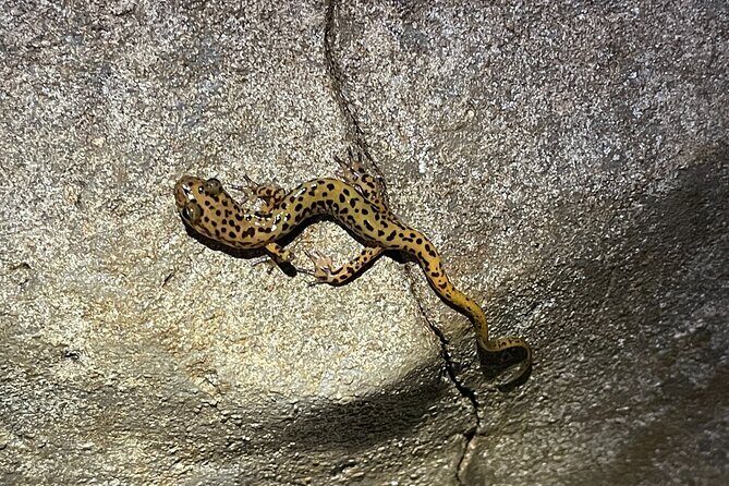 Wild Cave Adventure Tour - What to Expect from the Wild Cave Adventure Tour