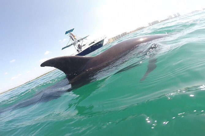 Wild Dolphin Encounter in Puerto Vallarta - Key Points