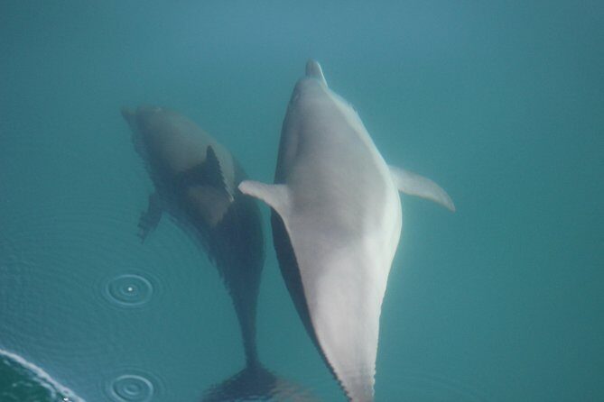 Wild Dolphin Encounter in Puerto Vallarta - Considerations for Travelers
