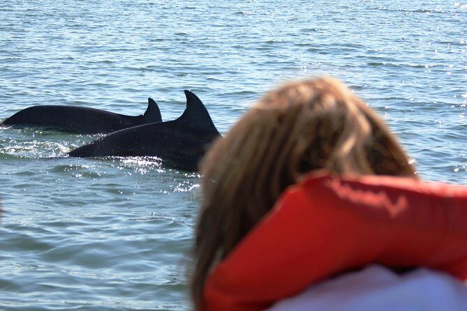 Wild dolphins encounter & snorkeling - Snorkeling and Marine Life