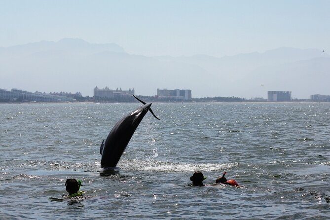 Wild dolphins encounter & snorkeling - The Lunch and Refreshments