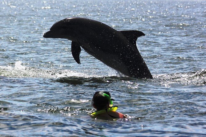 Wild dolphins encounter & snorkeling - Who Will Enjoy This Tour?