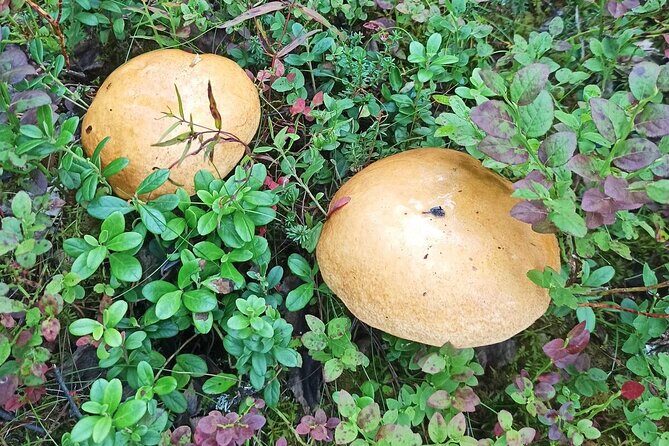 Wild Forest Berries and Mushrooms Picking Tour - Snacking & Rest Stops