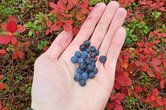 Wild Forest Berries and Mushrooms Picking Tour - Price & Value